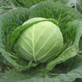 Shandong Fresh Vegetables Green Round Cabbage for Sale